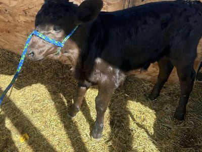 Angus Calf