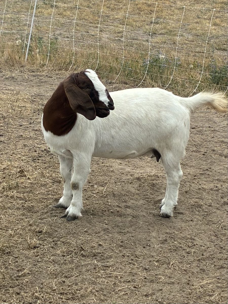 Boer goats for sale