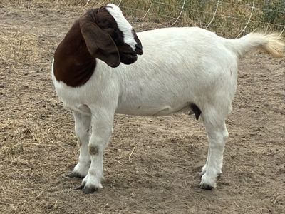 Boer goats for sale