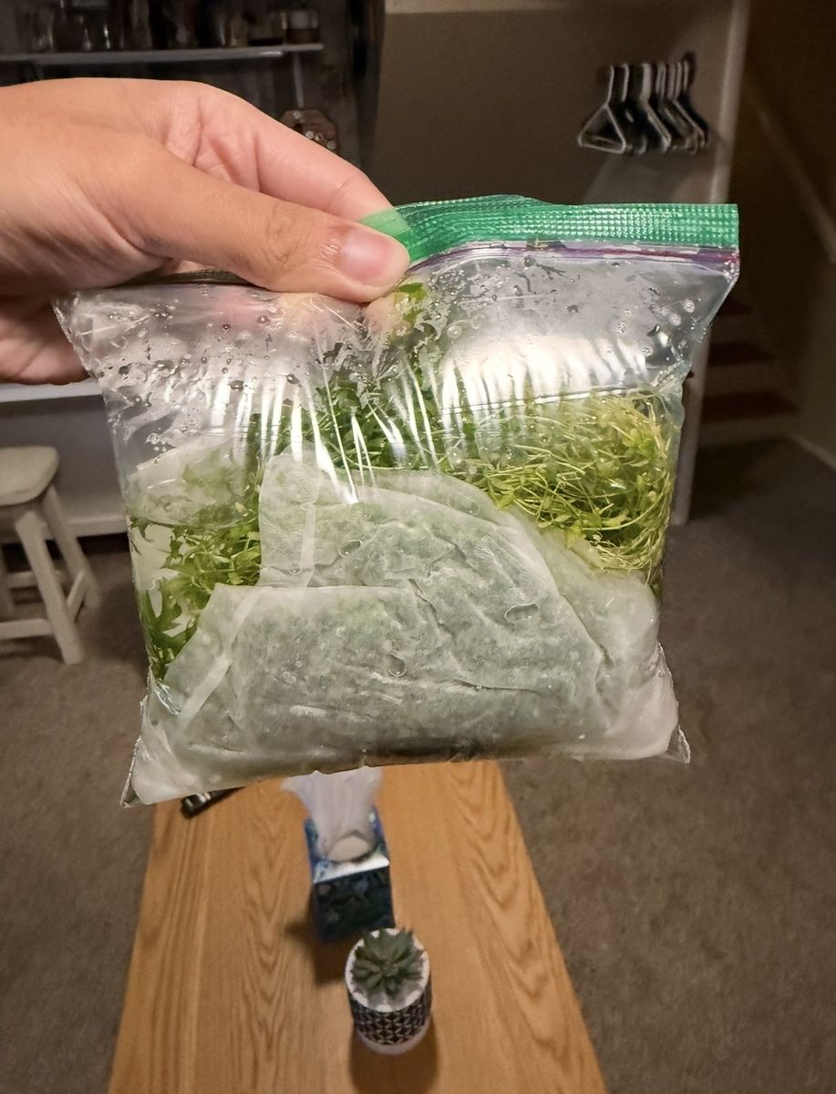 Bags of Pearlweed