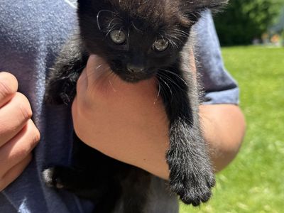 Cutest kittens for sale!