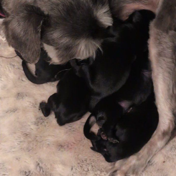 JUST ARRIVED!!! Miniature schnauzer puppies