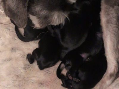 JUST ARRIVED!!! Miniature schnauzer puppies