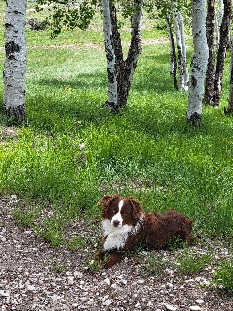 Miniature Australian Shepherd Stud Mini Aussie