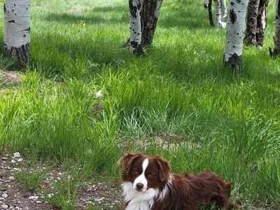 Miniature Australian Shepherd Stud Mini Aussie