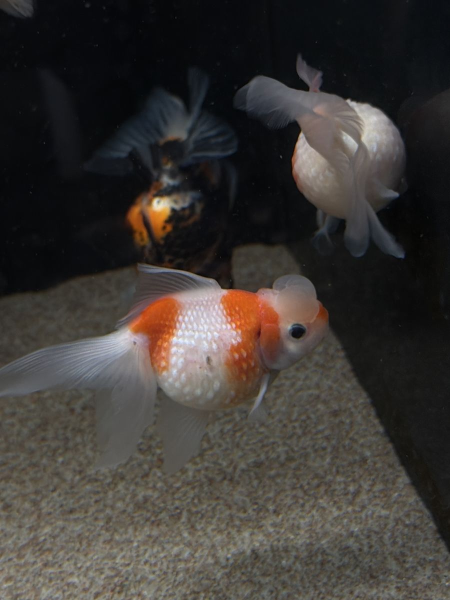 Pearlscale Goldfish