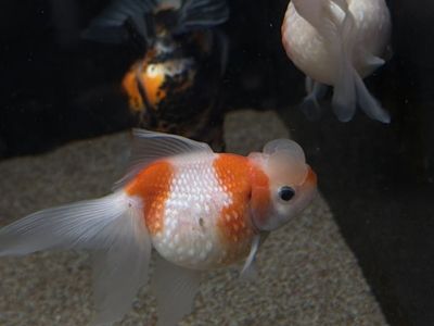 Pearlscale Goldfish