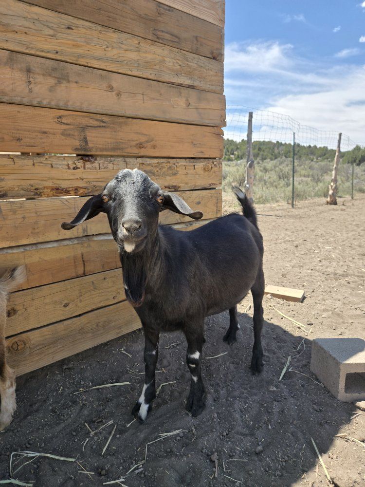 Nubian/Nigerian Buck