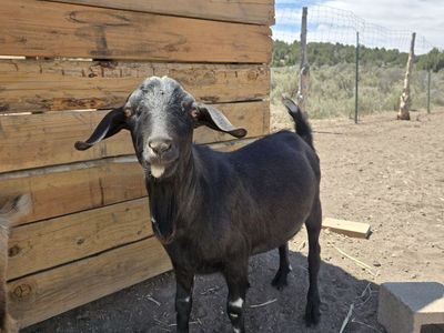 Nubian/Nigerian Buck