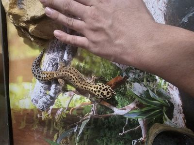 Super Giant Leopard gecko pair