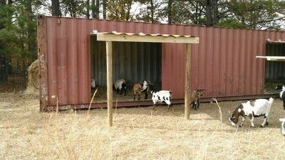 Barn / Animal Shelter Shipping Container 4 Sale