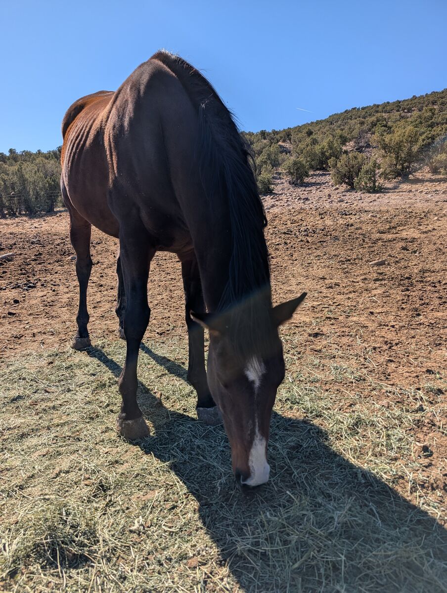 Grade 20yo gelding for sale