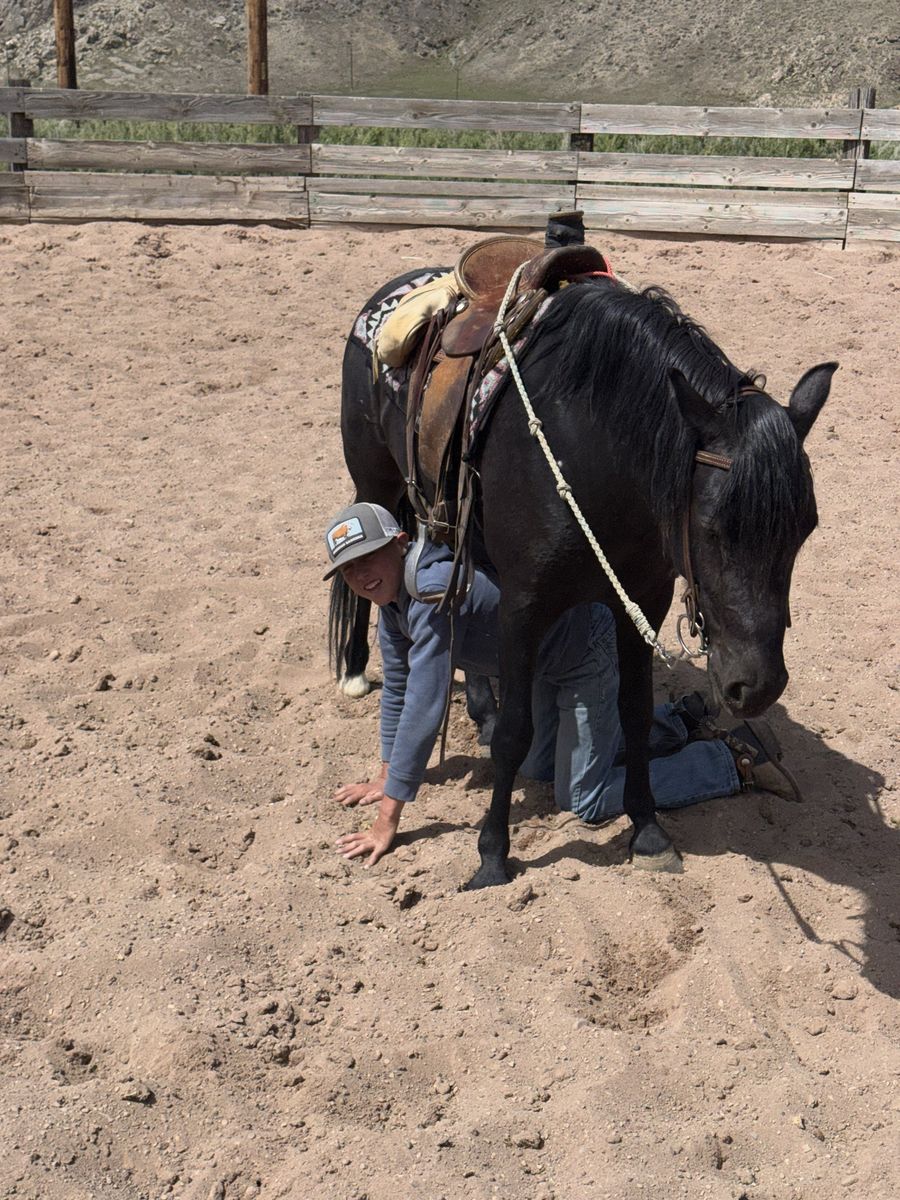 3 year old half pony mare.
