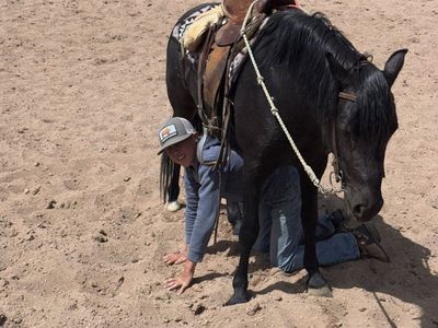 3 year old half pony mare.