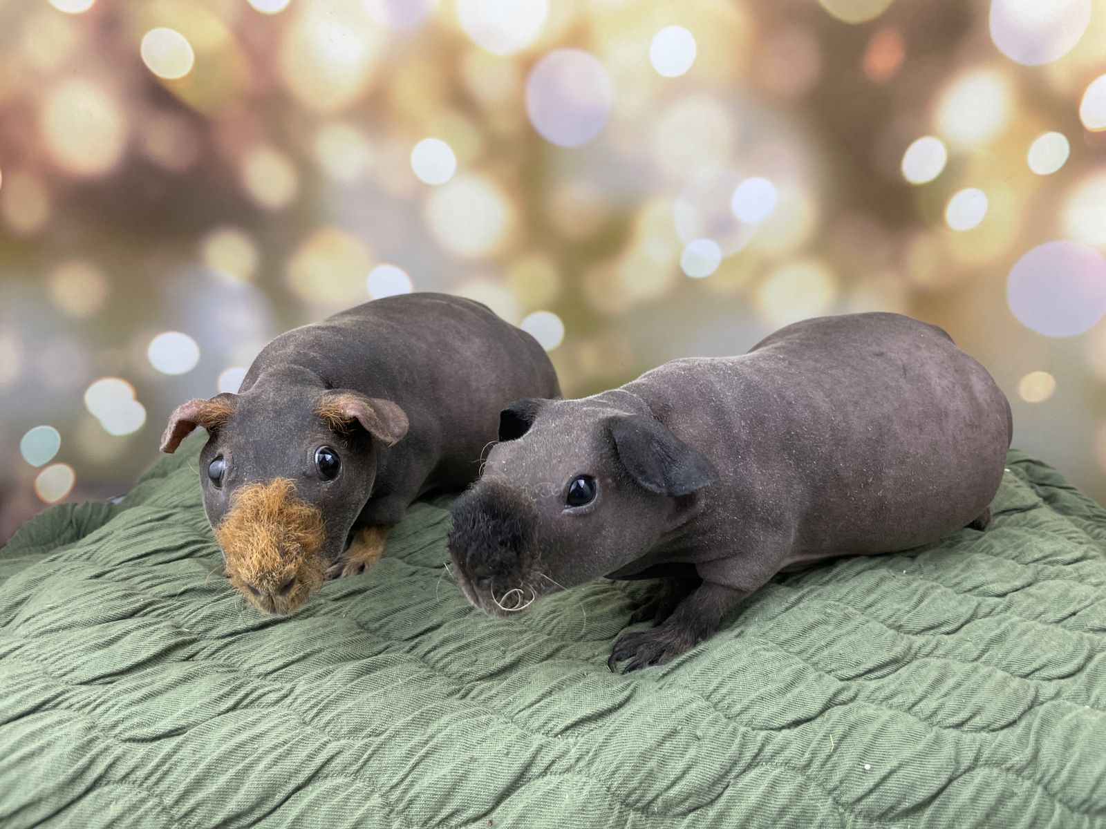 Female skinny pig hairless guinea pigs