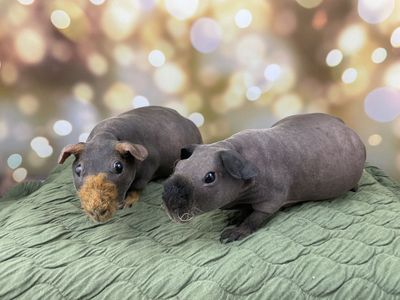Female skinny pig hairless guinea pigs