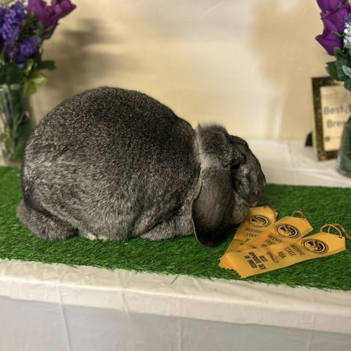 AVALIABLE - Pedigreed French Lops