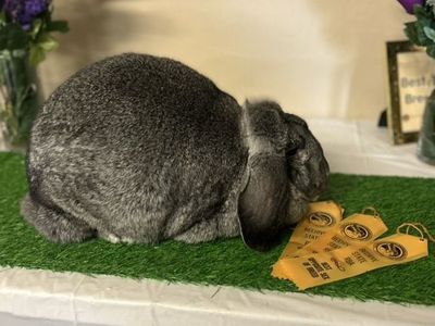 AVALIABLE - Pedigreed French Lops