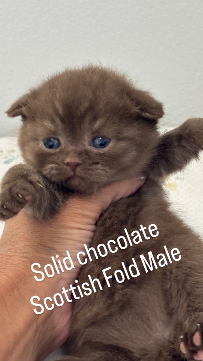 Scottish Fold Kittens chocolate and black