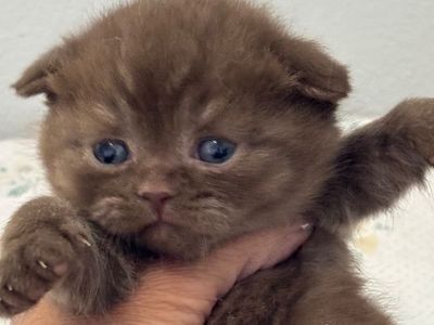 Scottish Fold Kittens chocolate and black
