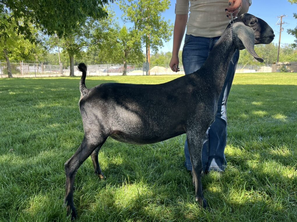 Adga Registered Bred Nubian Doe