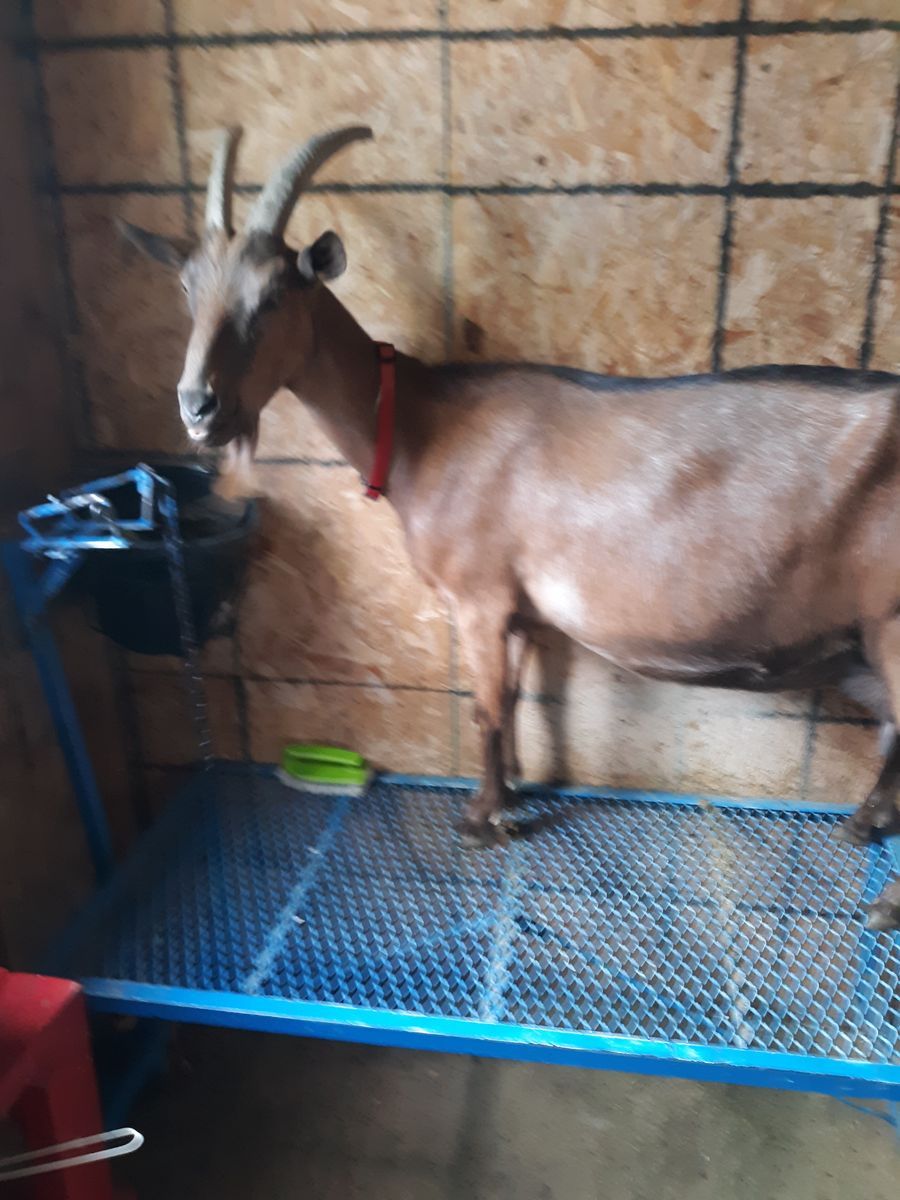 4 year old Purebred Alpine Dairy Milk Goat $375