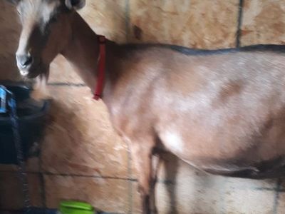 4 year old Purebred Alpine Dairy Milk Goat $375