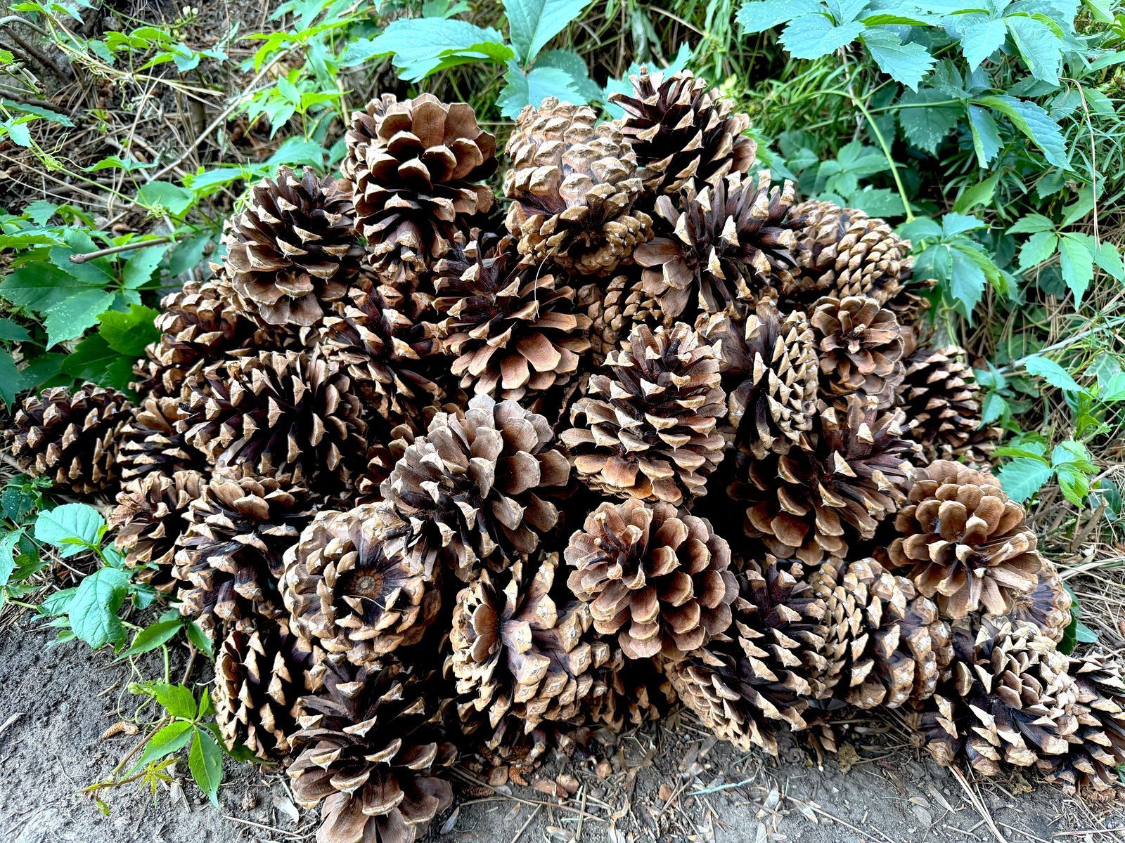 Large Pine Cones – Approx. 75 Count – Great for Landscaping, Crafts, Weddings & Decor