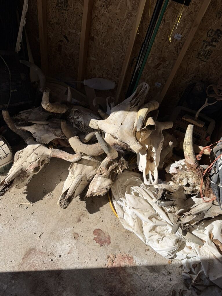 Steer And Bull Skulls