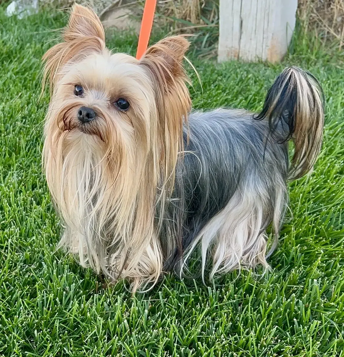 Stud service Only 3.9 Lbs yorkie puppies dog pet grooming yorkshire terrier monta cruce, No AKC/CKC