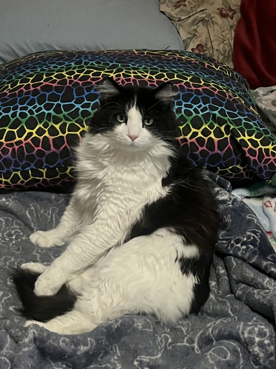 Loving cat for rehoming