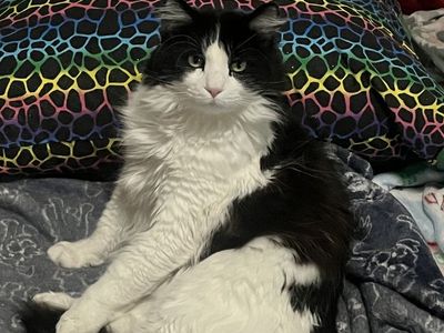 Loving cat for rehoming