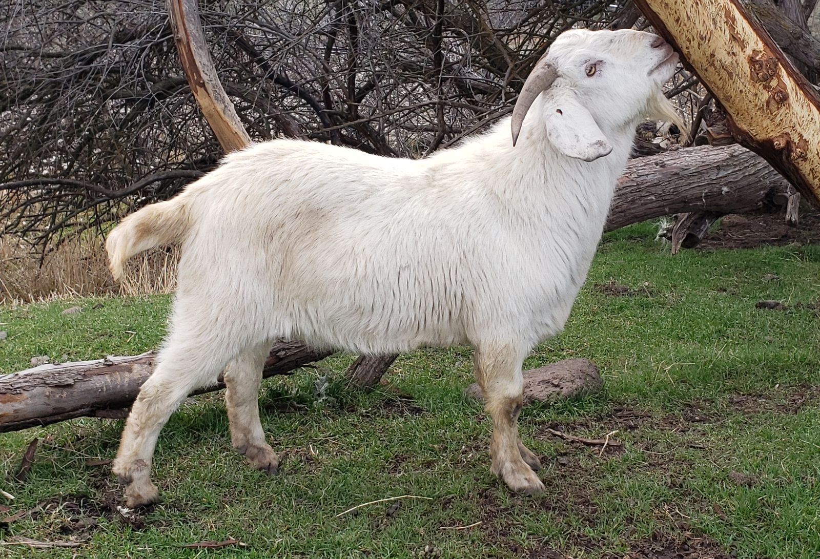 Fullblood Savanna and Boer Crossbred Bucks