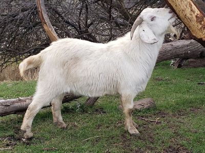 Fullblood Savanna and Boer Crossbred Bucks