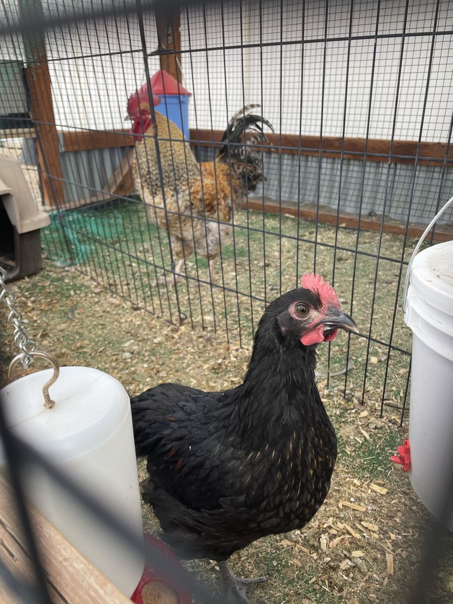 Free 9 Week Old Rooster