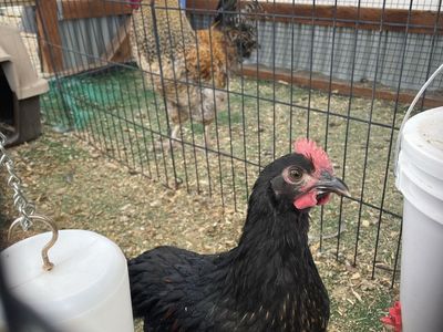 Free 9 Week Old Rooster