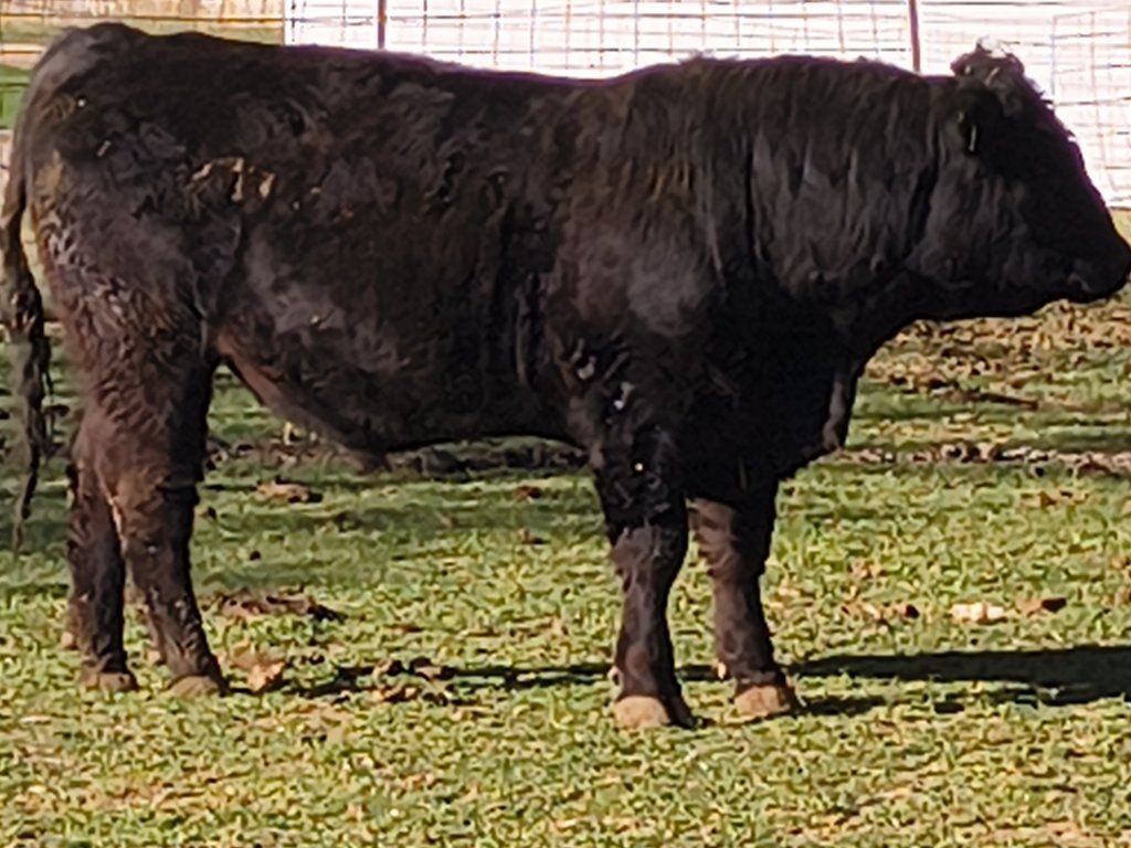 Angus bull