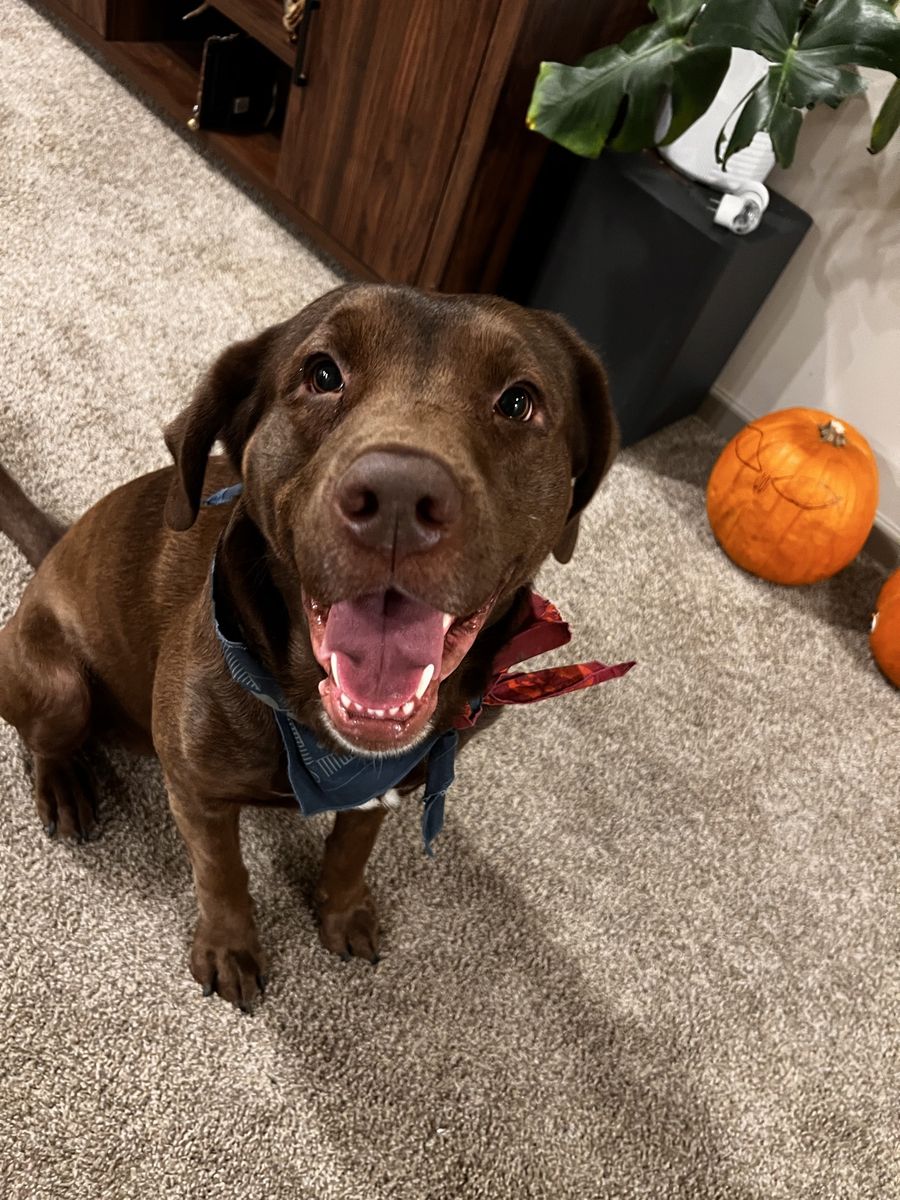 Rehoming our chocolate lab