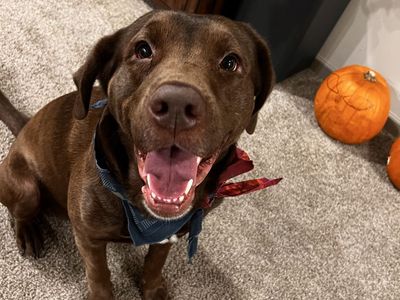 Rehoming our chocolate lab