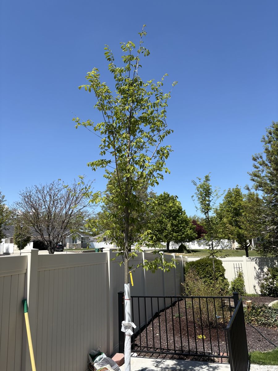 Unplanted Patriot Elm