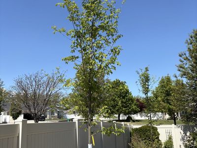 Unplanted Patriot Elm