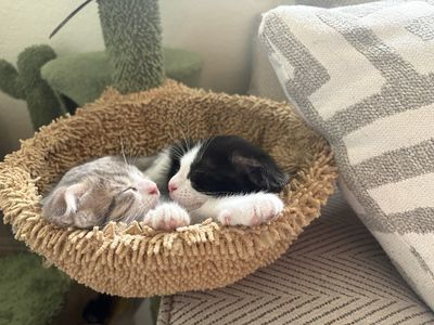 Bengal/Scottish Fold/Tuxedo Kittens