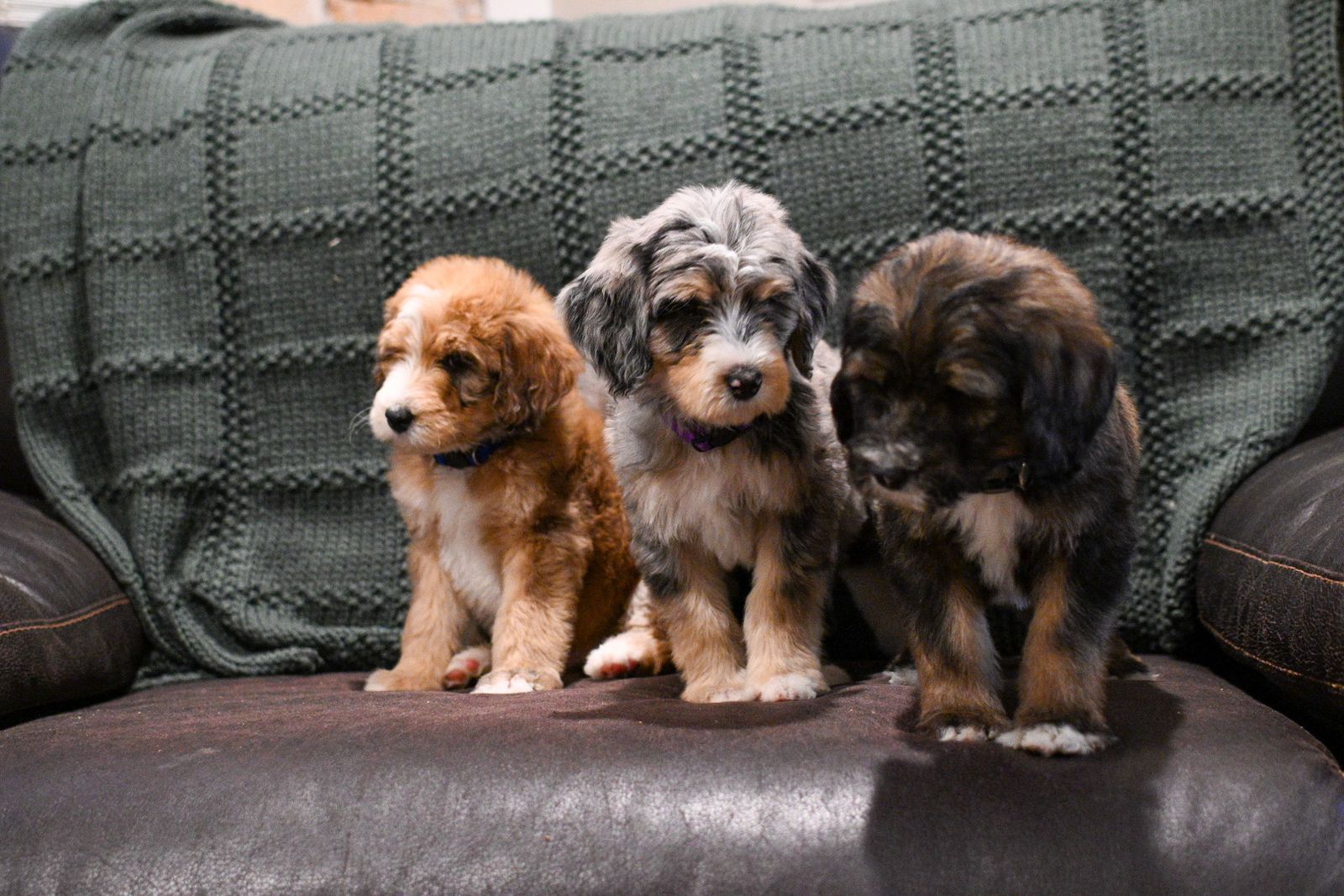 Bernedoodle Puppies ready now