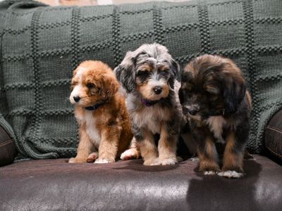 Bernedoodle Puppies ready now