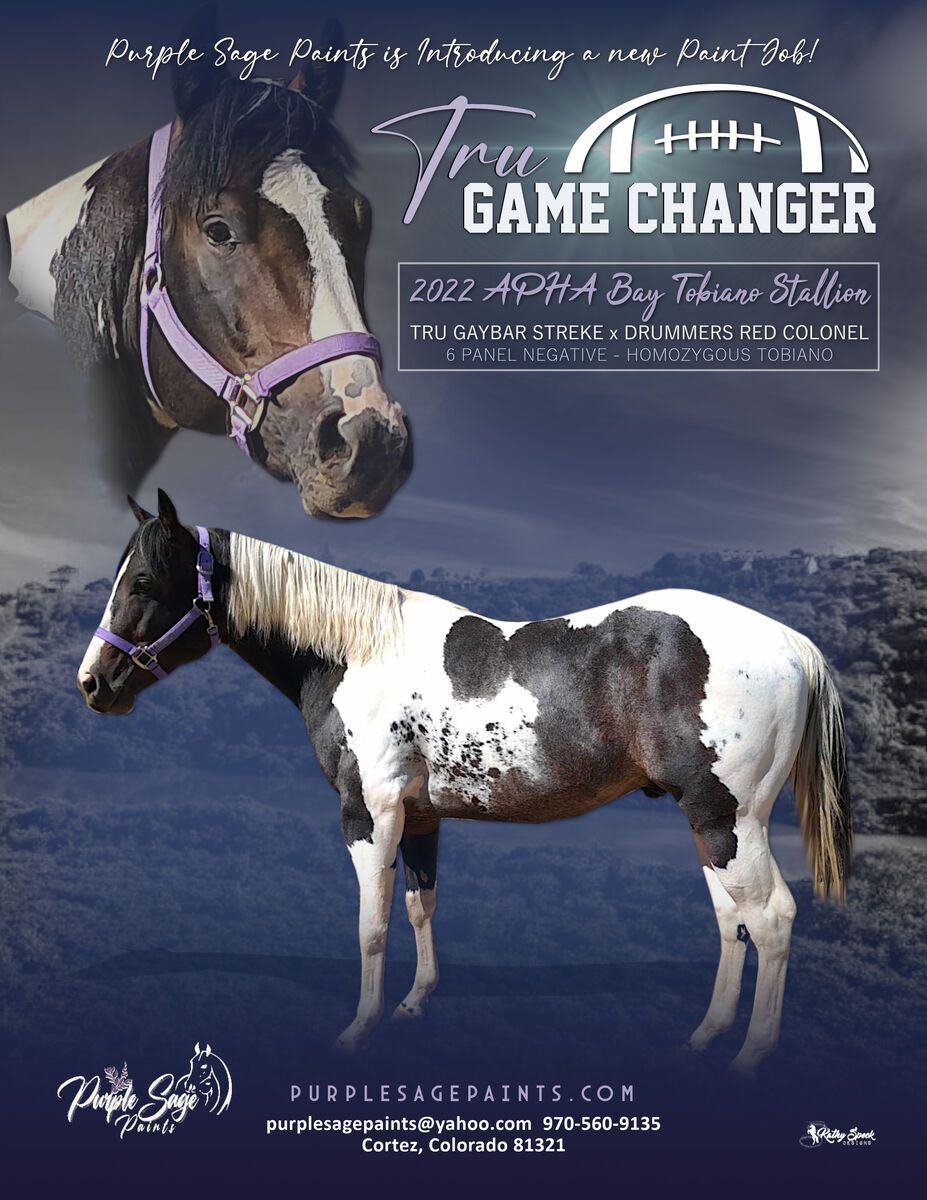 BREEDING FEE ONLY! GUARANTEED paint foal  LIVE COVER