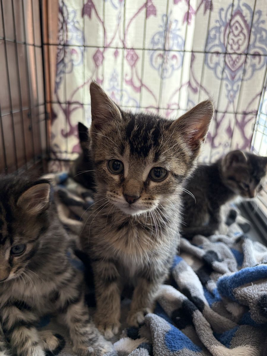 Lovable kitten
