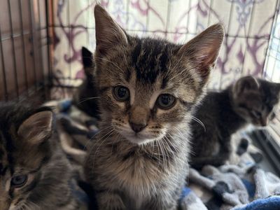Lovable kitten