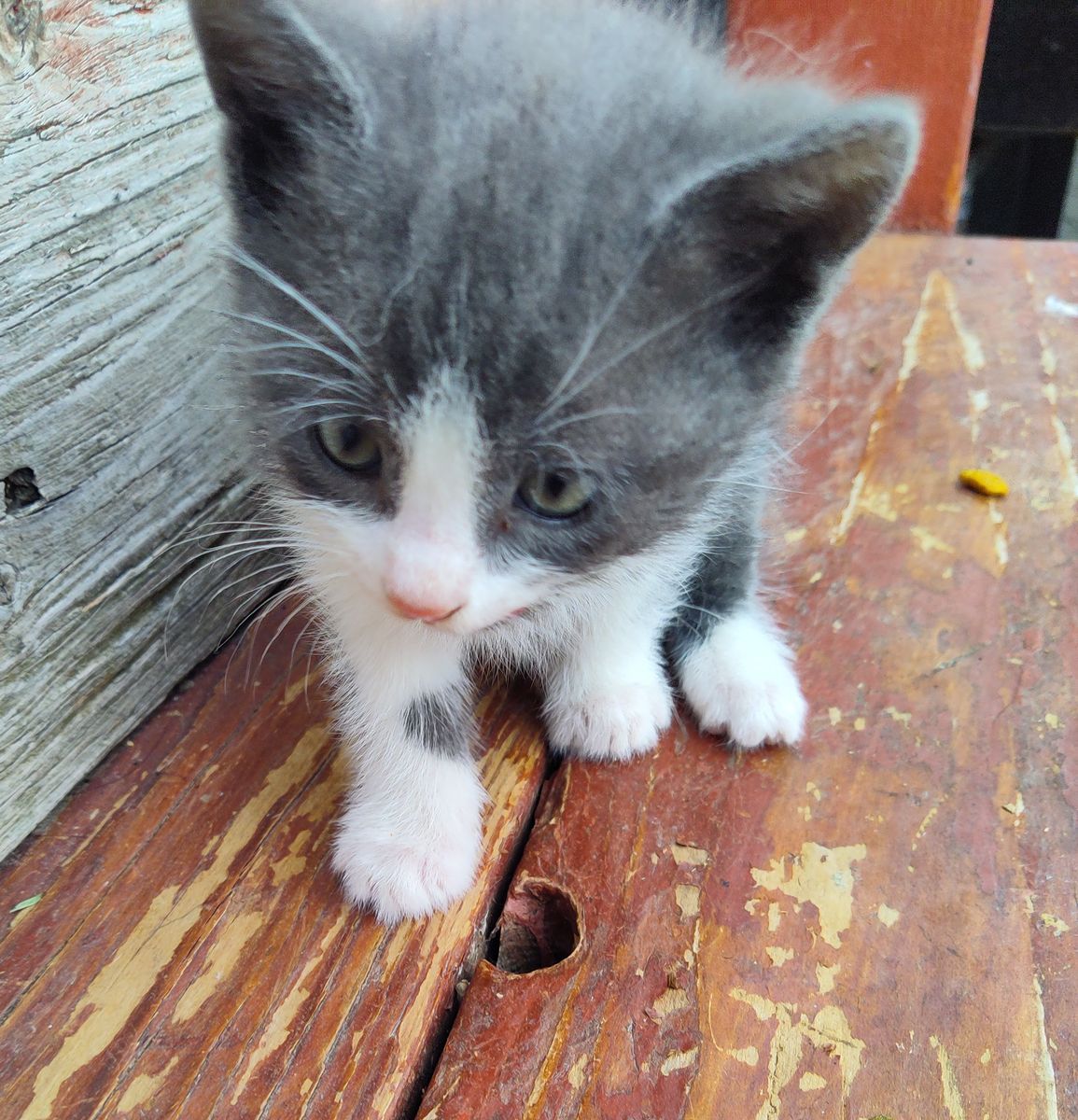 7 week old kitten