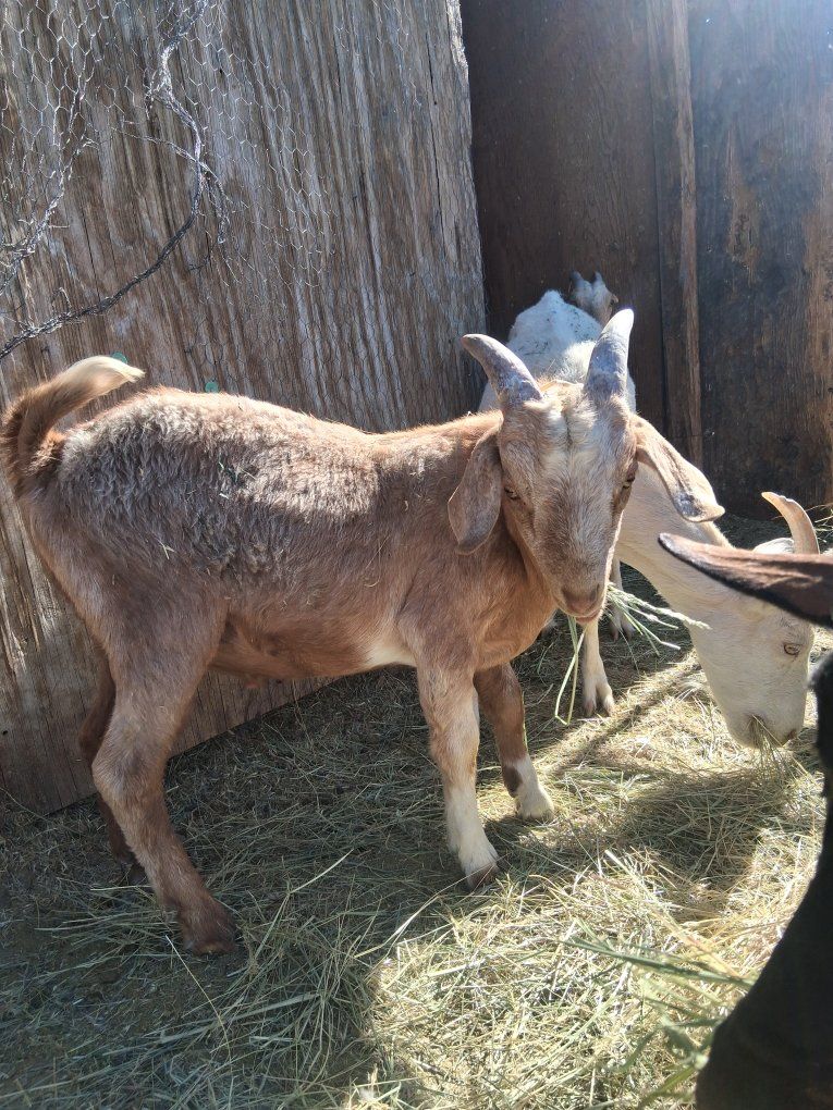 Goat for Sale - Healthy & Well-Fed