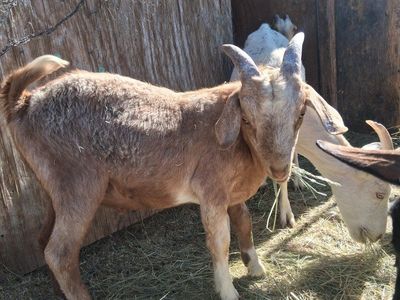 Goat for Sale - Healthy & Well-Fed